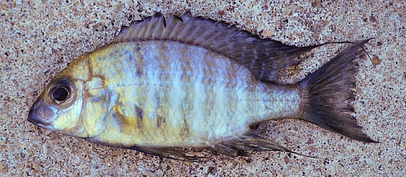 Lethrinops sp. 'oliveri' South East Arm